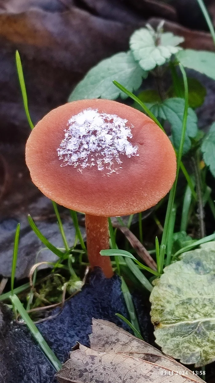 Snowdrops - My, Mobile photography, Mushrooms, Snow, Longpost