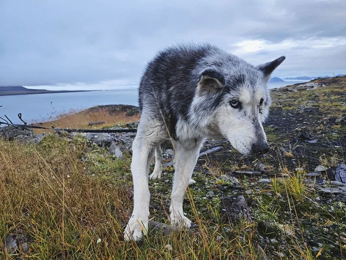 Denchik. The old man of our nursery - My, Husky, Spitsbergen, Dog, Longpost, Telegram (link)