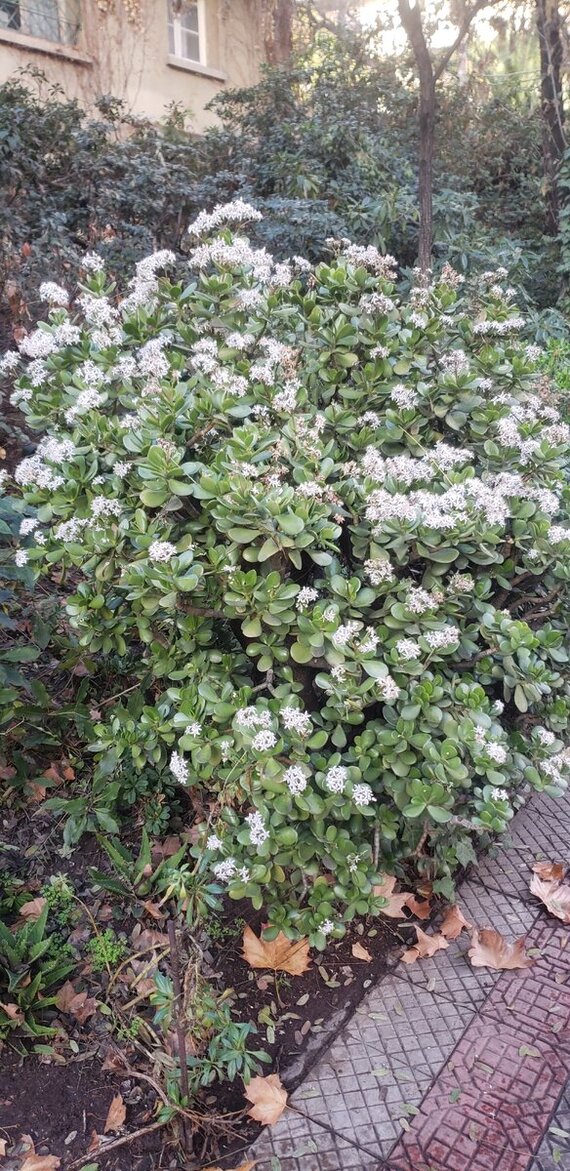 Впервые вижу как оно цветет