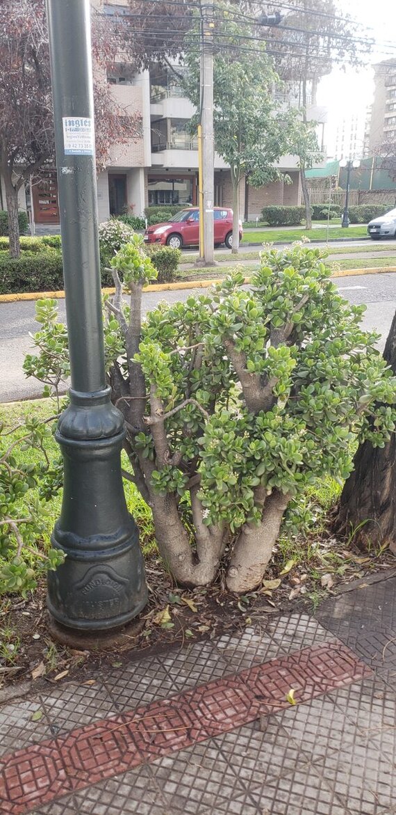 Денежное дерево.