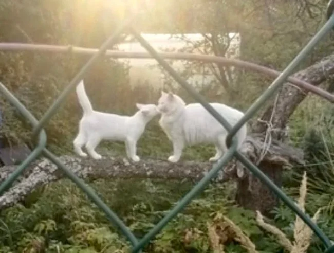 Помогаем. Кошка с котятами остаются на дачном участке, в зиму, без каких либо шансов на жизнь. Срочно ищем дом или передержку - Без рейтинга, Котята, Кот, В добрые руки, Санкт-Петербург, Ленинградская область, Помощь животным, ВКонтакте (ссылка), Длиннопост