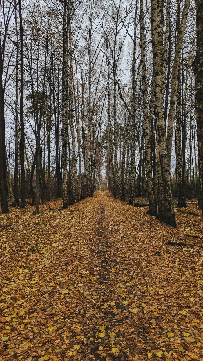 From autumn to winter - My, The photo, Google pixel smartphone, Pixel, The park, Forest, Pond, The nature of Russia, Beautiful view, Autumn, Mytischi, Mytishchi district, Moscow region, Photo on sneaker, Longpost