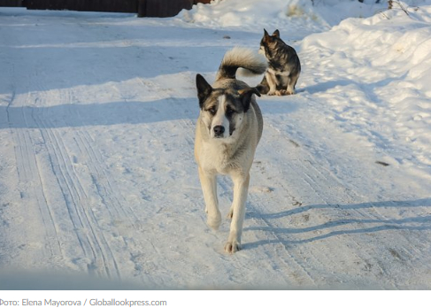 A pack of stray dogs bit a 13-year-old girl in Karelia - Negative, news, Карелия, Stray dogs, Dog attack, Children, Telegram (link), Dog, Segezha