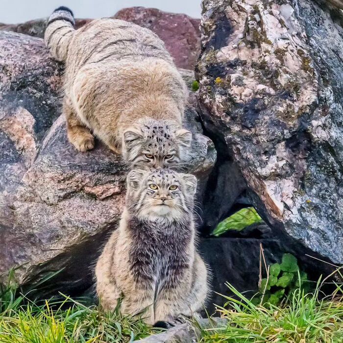 I'm going to bite you now - Predatory animals, Cat family, Wild animals, Zoo, Pallas' cat, Small cats, The photo, Young