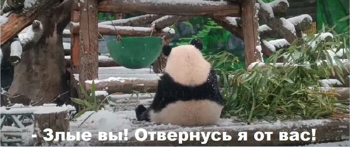 Katyusha was offended - Panda, Milota, Moscow Zoo, Funny animals