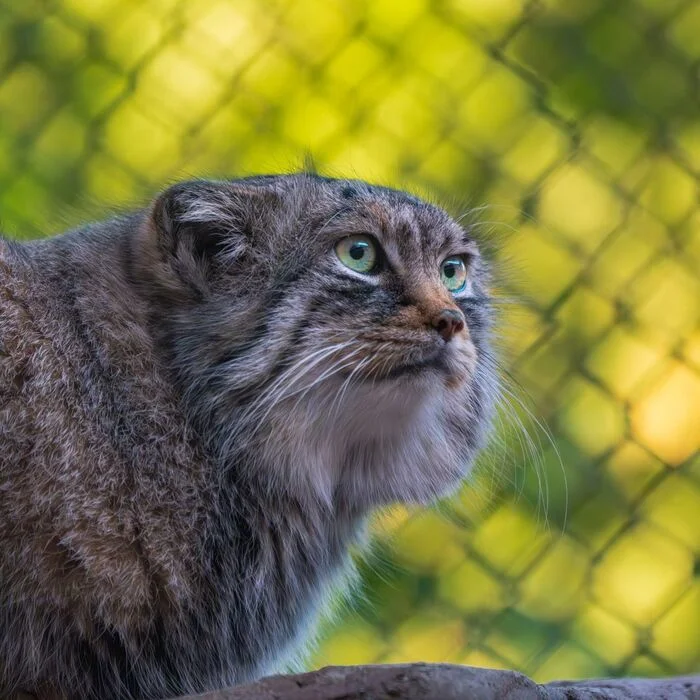 Cheeky - Predatory animals, Cat family, Wild animals, Zoo, Pallas' cat, Small cats, The photo