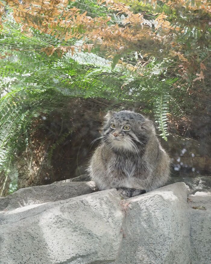 Nar is puzzled - Predatory animals, Cat family, Wild animals, Zoo, Pallas' cat, Small cats, The photo