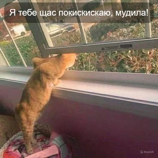 Luli are inevitable ))) - cat, Kitty Kitty, Picture with text