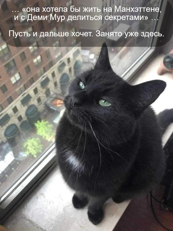 About New York)) - cat, New York, Manhattan, Picture with text