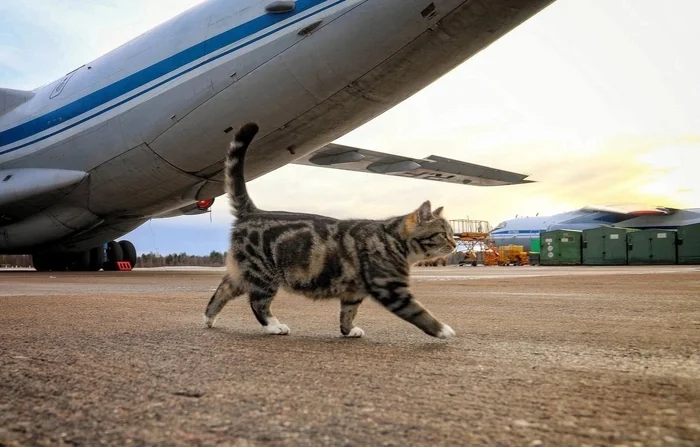 A four-legged friend from an album of airfield sketches - Telegram (link), Aerodrome, cat