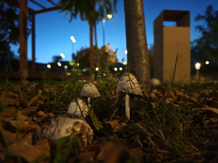 Just Derbent toadstools - My, Mobile photography, Derbent, Without processing, Dagestan, Mushrooms