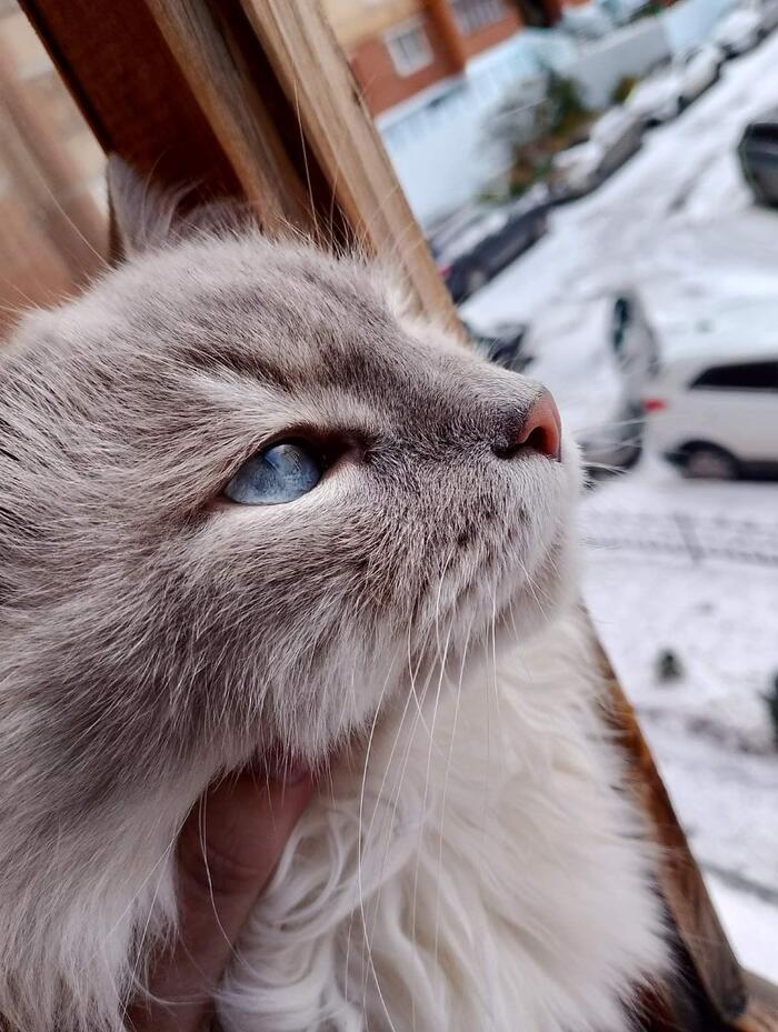 Neva Masquerade. Kovalsky - My, cat, Neva Masquerade, Snow, Winter, beauty, Pets, The photo