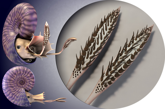 Внутри клюв для размельчения пищи заживо - которую заботливо притянут ловичие лапки с крючками.