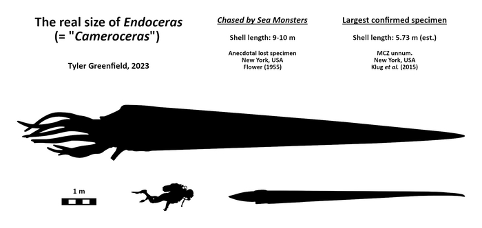 Камероцерас был 7-10 метров длиной и возможно плохо видел кого ел
