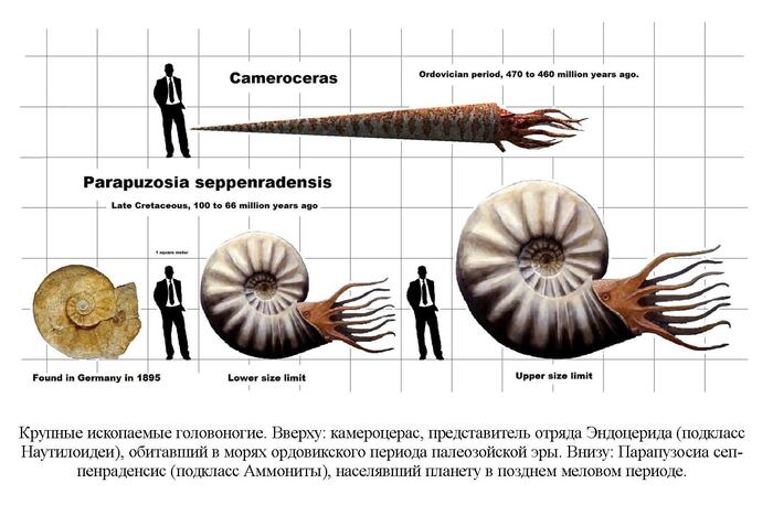 На картинках возможно не обозначены ловчие щупальца с крюками для удержания добычи и да да часть их из мелового периода