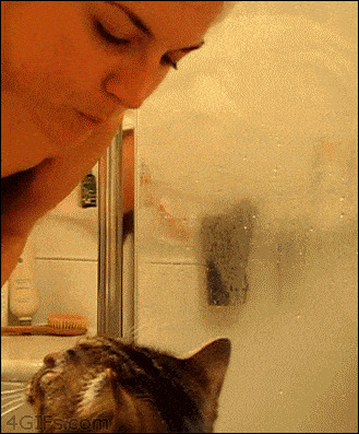 Кошачьи гифки Гифка, Ассорти, Кот, Длиннопост