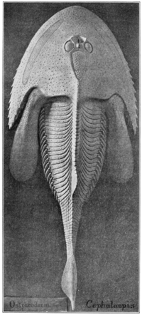 Еще и челюсти нет((