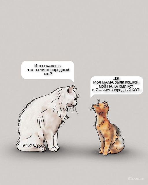 That's how it is! )) - cat, Breed, Pride, Picture with text