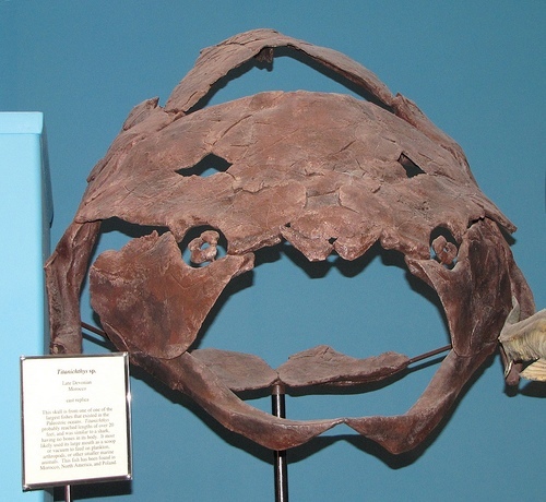 Таким ртом да сметану бы, но до изобретения молока ещё сотня иная миллионов лет