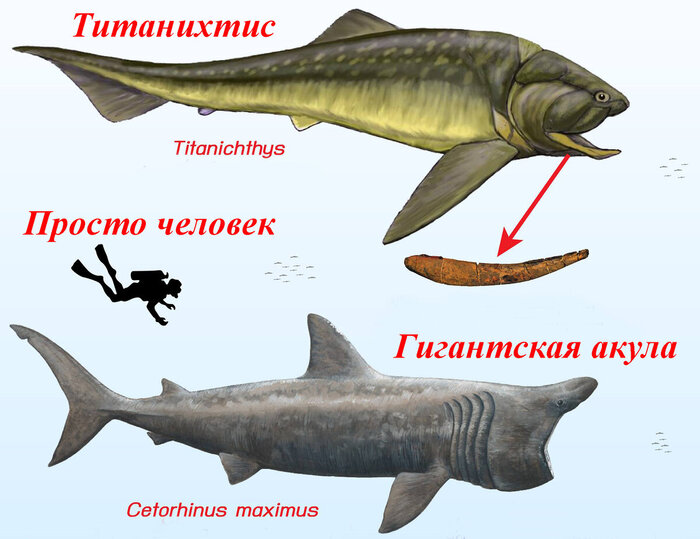 В прямом смысле акулы их нишу займут - и нишу фильтраторов планктона тоже