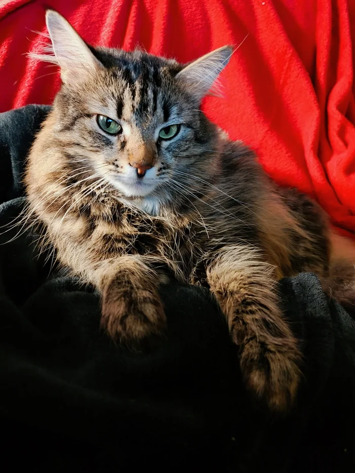 Black on red and a cat - My, cat, Small cats, Fluffy, Mobile photography, beauty, Ears, Усы, Paws