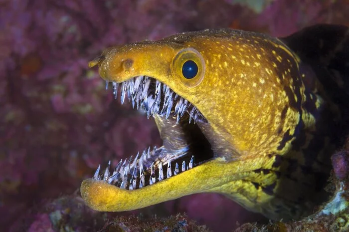 One of the most dangerous sea creatures - My, Animals, Biology, Nature, Around the world, In the animal world, A fish, Ocean, Marine life, Moray, The photo, Longpost