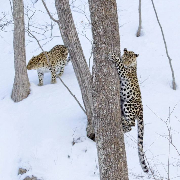 Дальневосточные леопарды. Фото <a href="https://pikabu.ru/story/skromnyie_zimnie_razvlecheniya_11986172?u=https%3A%2F%2Ft.me%2Famurleo_land%2F4910&t=%D0%BE%D1%82%D1%81%D1%8E%D0%B4%D0%B0&h=3132851c4ace57f225132d2dfa4e93728f2395cf" title="https://t.me/amurleo_land/4910" target="_blank" rel="nofollow noopener">отсюда</a>