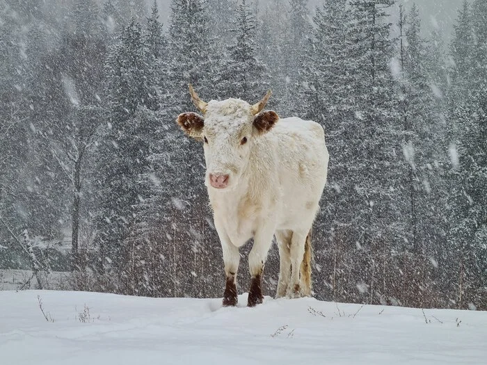 Category: Traveling Fuckups - My, Sacrifice, Altai Mountains, Travels, Fakap