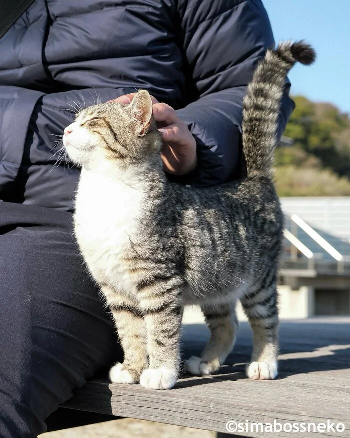 Smooth - cat, Smooth, Striped, Paws, Pet the cat, Twitter (link)