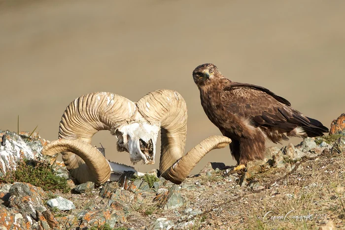 There is nothing around... Deep silence... - Golden eagle, Scull, Argali, The photo, Sailyugem National Park, Altai Republic, wildlife, Predator birds, Hawks, Birds, Telegram (link)