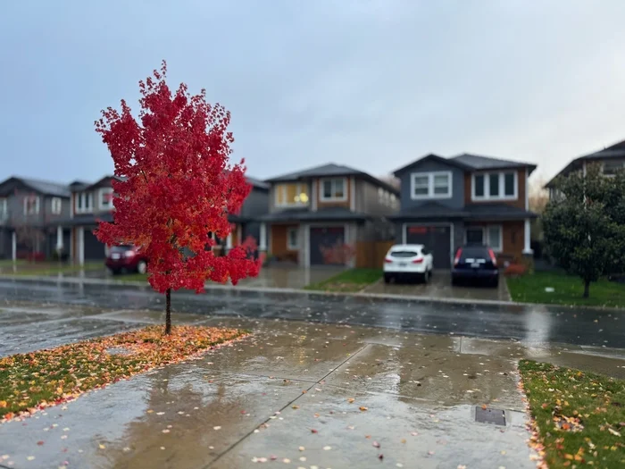 After the rain - My, Rain, House, Road, Car, Tree, Maple, Autumn, Wet, Reflection, Purity, beauty, Canada