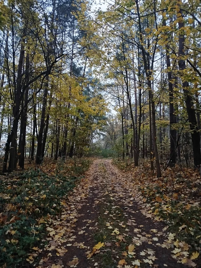 In the autumn forest - My, Mobile photography, Photobritish, Walk in the woods, beauty, Autumn, Longpost