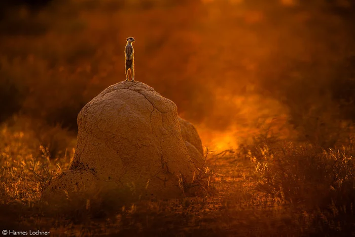 It's time to end the shift. - Meerkat, Predatory animals, Wild animals, wildlife, National park, South Africa, The photo, Termitary