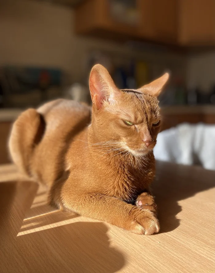 She can't be on the table! - My, Abyssinian cat, Milota, Facial expression