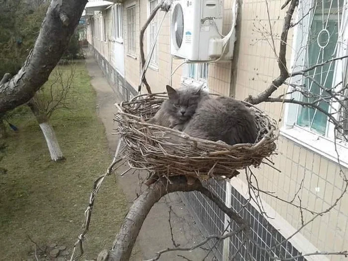 What are you looking at, I'm hatching eggs? - cat, Humor, Tree, The photo