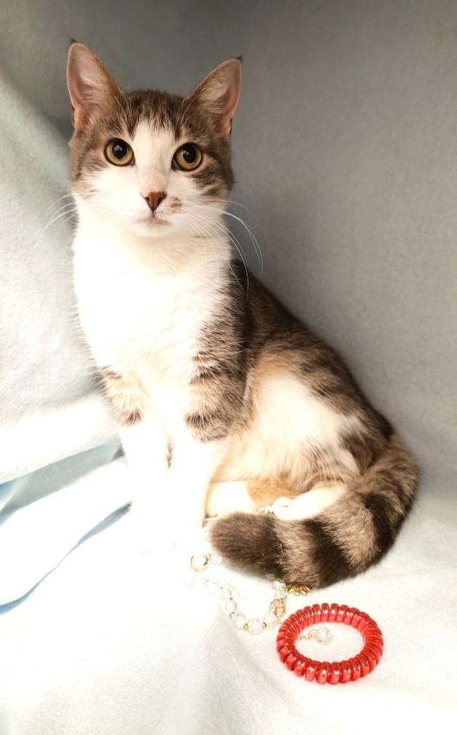 Beautiful Lumi is looking for a home - Saint Petersburg - No rating, In good hands, Homeless animals, cat, Volunteering, Helping animals, Overexposure, Good league, Longpost