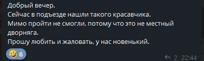 Ежедневно выкинутые коты в подъезд. Новый подопечный - Бездомные животные, Ветеринария, В добрые руки, Спасение животных, Кот, Приют, Передержка, Потеряшка, Лига Добра, Волонтерство, Кошатники, Благотворительность, Доброта, Забота, Спасение, Длиннопост