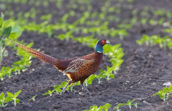 Running on sunflowers - My, Pheasant, Photo hunting, Bird watching, Ornithology, Ornithology League, Rostov region, Steppe