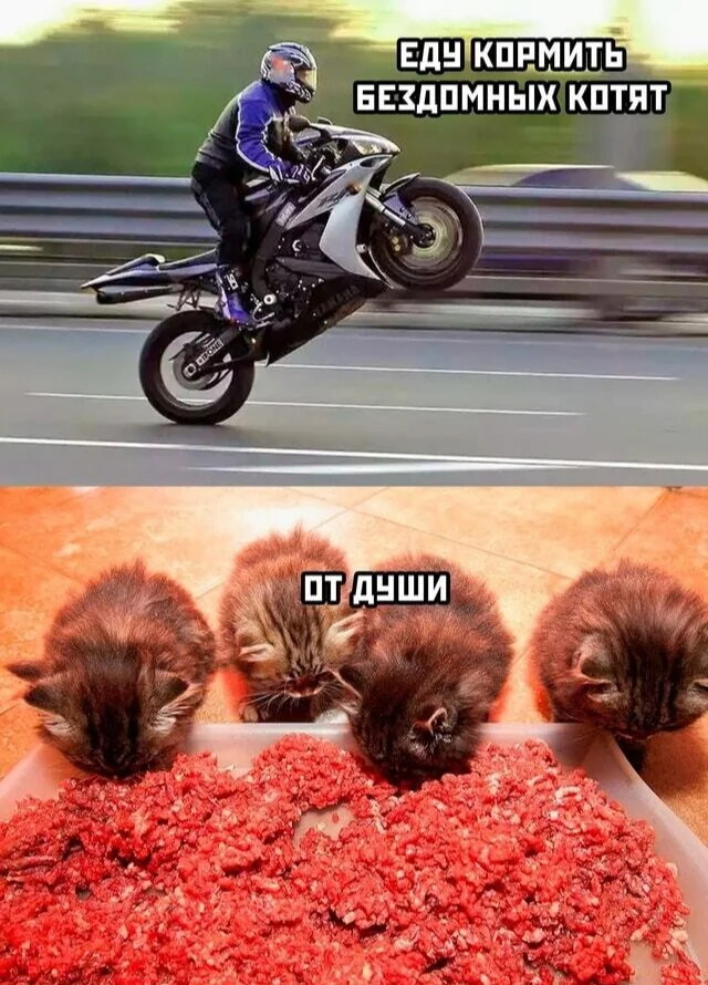 Yummy - Humor, Picture with text, The photo, Black humor, Moto, cat, Kittens, Negative