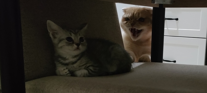 Завели котенка