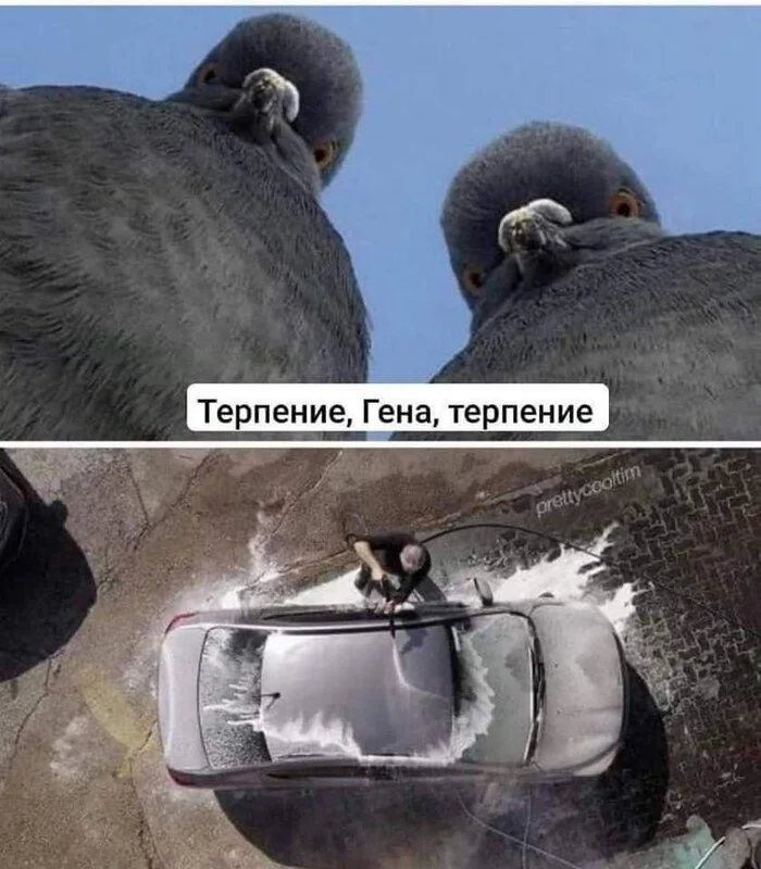 We'll wait - Humor, Memes, Picture with text, Pigeon, Car, Washing, Telegram (link)