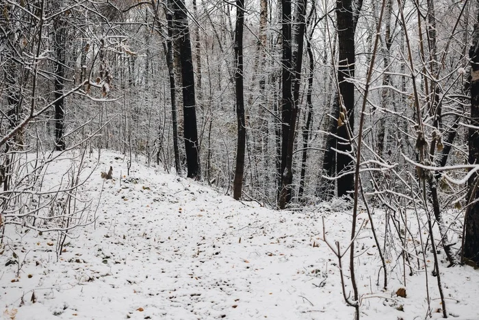 Find the animal - My, Squirrel, Animals, Winter, Snow, The photo, The park