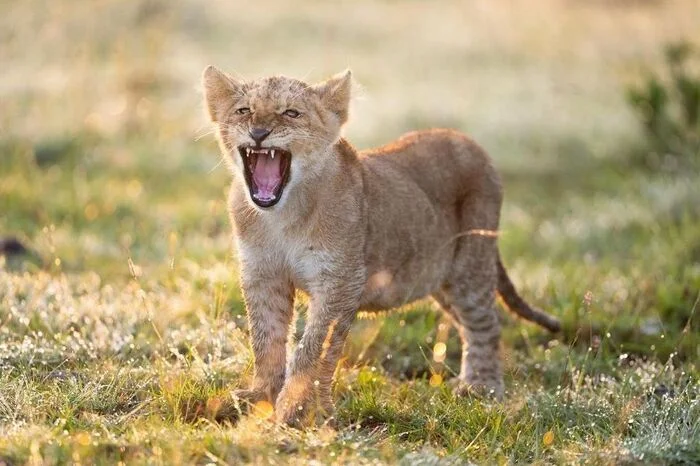 Hello, new day! - Lion cubs, a lion, Big cats, Cat family, Predatory animals, Wild animals, wildlife, Reserves and sanctuaries, Masai Mara, Africa, The photo, Yawn