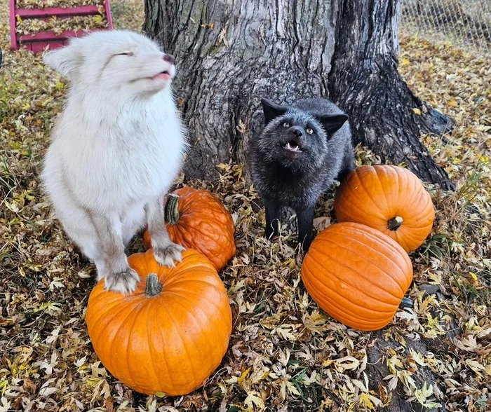 Autumn harvest - The photo, Fox, Chernoburka, Animals, In the animal world, Pumpkin, Halloween pumpkin, Urozhaynoye, Longpost