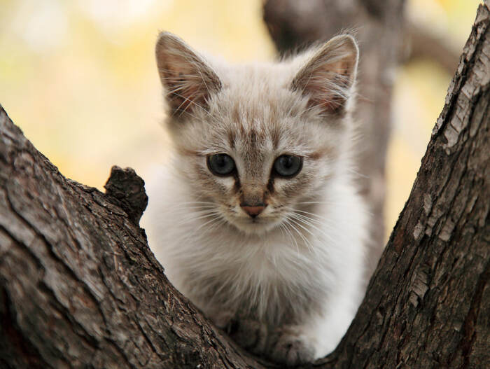 Tuesday - My, cat, Kittens, The photo, Mood, Autumn