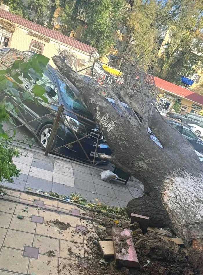 Последствия ветра в Махачкале 05.11.24 - Моё, Ветер, Природа, Фотография, Махачкала, Дагестан, Длиннопост