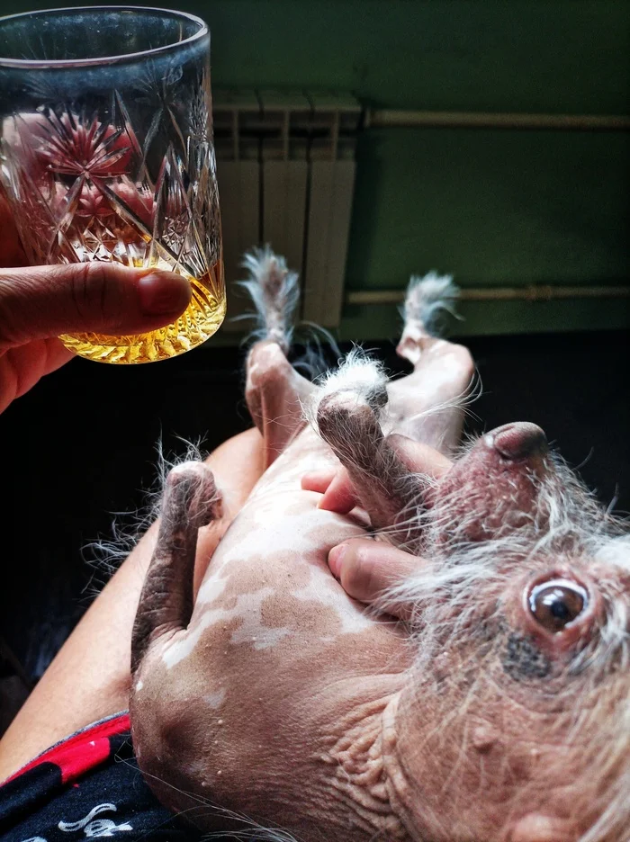 Drinking is good! - My, Dog, Whiskey, Humor, Mobile photography