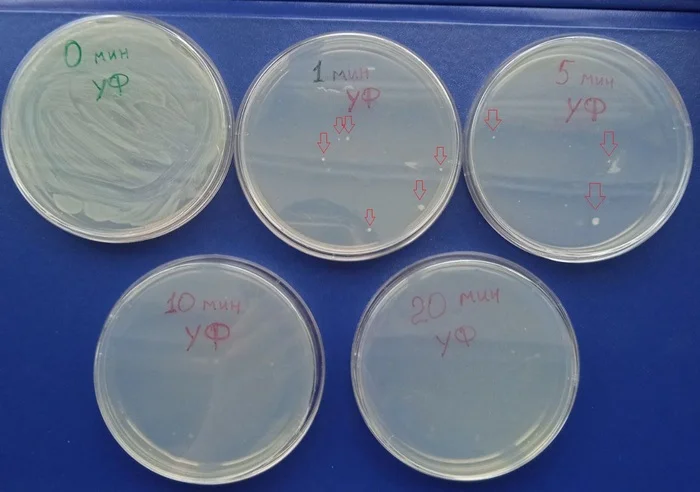 How Fast Does Ultraviolet Light Kill Bacteria - A Quick Experiment - My, Experiment, Biology, Bacteria, Ultraviolet, Ultraviolet lamp, Sterilization, Entertaining, Children, Longpost