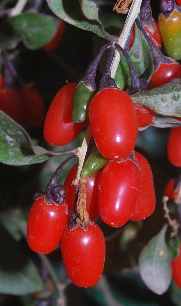 Ягоды дерезы обыкновенной, Узбекистан. Фото Т. Тиллаева с сайта <!--noindex--><a href="https://pikabu.ru/story/yagodyi_godzhi_12004349?u=http%3A%2F%2Fplantarium.ru&t=plantarium.ru&h=a99e55320aea562513d8f75971d3e7338d0dbe18" title="http://plantarium.ru" target="_blank" rel="nofollow noopener">plantarium.ru</a><!--/noindex-->