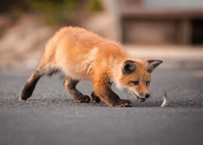 The Fox and the Feather - The photo, Fox, Animals, In the animal world, Feather, Longpost